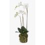 Silk phalaenopsis PABLA moss ball, white, 28"/70cm, Ø2.8"-4.7"/7-12cm