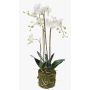 Silk phalaenopsis PABLA moss ball, white, 31"/80cm, Ø3.1"-4.3"/8-11cm