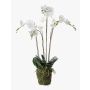 Silk phalaenopsis PABLA moss ball, white, 3ft/90cm, Ø4"-5"/10-13cm