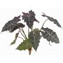 Artificial Alocasia Sanderiana AINARA, green-white, 24"/60cm