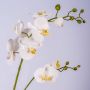 Silk phalaenopsis orchid spray LAHNA, white, 3ft/95cm, Ø2"-4"/5-10cm
