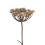 Artificial heracleum MIANYAN, brown-grey, 3ft/100cm