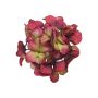 Decorative hydrangea FUHUA, red-green, 10"/25cm