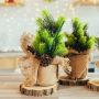 Fragrance Fir Forest - Natural Christmas Decoration