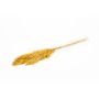 Dried reed bunch DONJETA, curry, 28"-31"/70-80cm, Ø6"/15cm