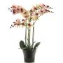 Artificial Phalaenopsis orchid CHENXU, pink-cream, 24"/60cm