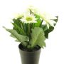 Artificial gerbera XIAOOU in decorative pot, cream, 10"/25cm