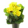 Artificial begonia HETIAN, yellow, 10"/25cm