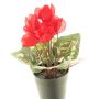 Artificial cyclamen XIAOGUO, red, 10"/25cm