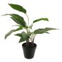 Plastic aglaonema XIPING, decorative pot, green, 20"/50cm
