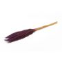Dried reed bunch DONJETA, dark purple, 28"-31"/70-80cm, Ø6"/15cm