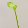 Silk calla MARIOLA, green, 31"/80cm, Ø3.1"x6"/8x15cm
