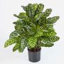 Artificial Calathea BADU, large, green-yellow, 31"/80cm