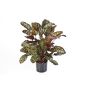 Fake Calathea BIJAN, small, green-red, 31"/80cm