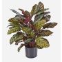 Fake Calathea BIJAN, large, green-red, 31"/80cm