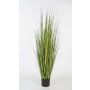 Silk sedge grass SABURO, green, 5ft/150cm