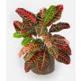 Artificial croton ANNUKKA on spike, multi-coloured, 30"/75cm