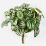 Artificial Fittonia JANDIRA, on spike, green-white, 12"/30cm