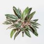 Artificial Cordyline THAIS, on spike, green-light pink, 20"/50cm