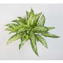 Artificial Aglaonema ASMARA, on spike, green-white, 20"/50cm