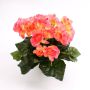 Silk begonia IVANA on spike, light pink, 8"/20cm, Ø1.2"-2"/3-5cm