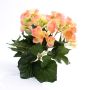 Silk begonia IVANA on spike, peach, 8"/20cm, Ø1.2"-2"/3-5cm