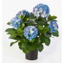 Artificial hydrangea HARUKA, blue, 22"/55cm, Ø4"-6"/10-15cm