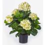 Artificial hydrangea HARUKA, green, 22"/55cm, Ø4"-6"/10-15cm