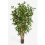 Plastic Dracaena Surculosa SIMBA, natural stems, green, 5ft/150cm