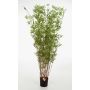 Artificial Bamboo plant DAYA, natural stems, green, 4ft/130cm