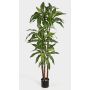 Artificial Dracaena Fragrans LAURA, real stems, green-white, 4ft/120cm