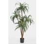 Artificial Dragon tree JALA, real stems, green-white, 4ft/120cm