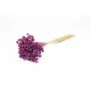 Dried bouquet AVISSA, Brazilian hill flower, violet, 18"-24"/45-60cm, Ø5.1"/13cm