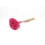 Dried bouquet AVISSA, Brazilian hill flower, fuchsia, 18"-24"/45-60cm, Ø5.1"/13cm