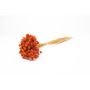 Dried bouquet AVISSA, Brazilian hill flower, orange, 18"-24"/45-60cm, Ø5.1"/13cm