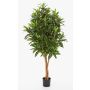 Artificial Ficus Longifolia AVERY, natural stems, green, 4ft/125cm