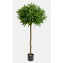 Artificial Ficus Longifolia ISABELLA, real stem, green, 5ft/150cm