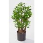 Fake money tree TIDO real trunk, green, 24"/60cm, Ø12"/30cm