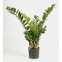 Artificial Zamioculcas Zamiifolia AKONO, green, 3ft/100cm