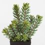 Artificial sedum JESPER in decorative pot, green, 16"/40cm
