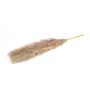 Dried bunch of pampas grass ANIAMI, grey-beige, 4ft-5ft/130-140cm, Ø8"/20cm