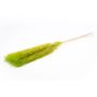 Dried bunch of pampas grass ANIAMI, apple green, 4ft-5ft/130-140cm, Ø8"/20cm