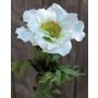 Fake anemone FRANCA, white, 14"/35cm, Ø3.5"/9cm