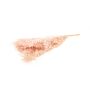 Dried ruscus branches AGNIATA, light pink, 28"-30"/70-75cm, Ø7"/17cm