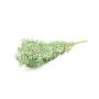 Dried ruscus branches AGNIATA, mint green, 28"-30"/70-75cm, Ø7"/17cm