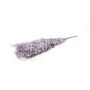 Dried ruscus branches AGNIATA, purple, 28"-30"/70-75cm, Ø7"/17cm
