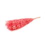 Dried ruscus branches AGNIATA, fuchsia, 28"-30"/70-75cm, Ø7"/17cm