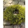 Plastic myrtle wreath JARIK, green, Ø8"/20cm