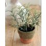 Plastic rosemary GINNY in clay pot, green, 7"/17cm