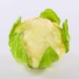 False cabbage SINEO, white-green, 4"/10,5cm, Ø7"/18cm